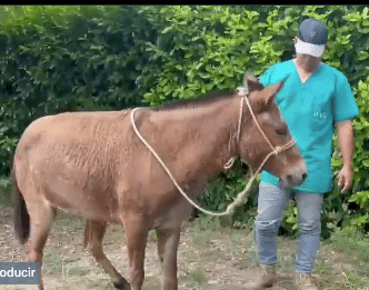 Sympathetic, the mule who saved after falling into a mine in Tibu, now waits for her prosthesis to walk again