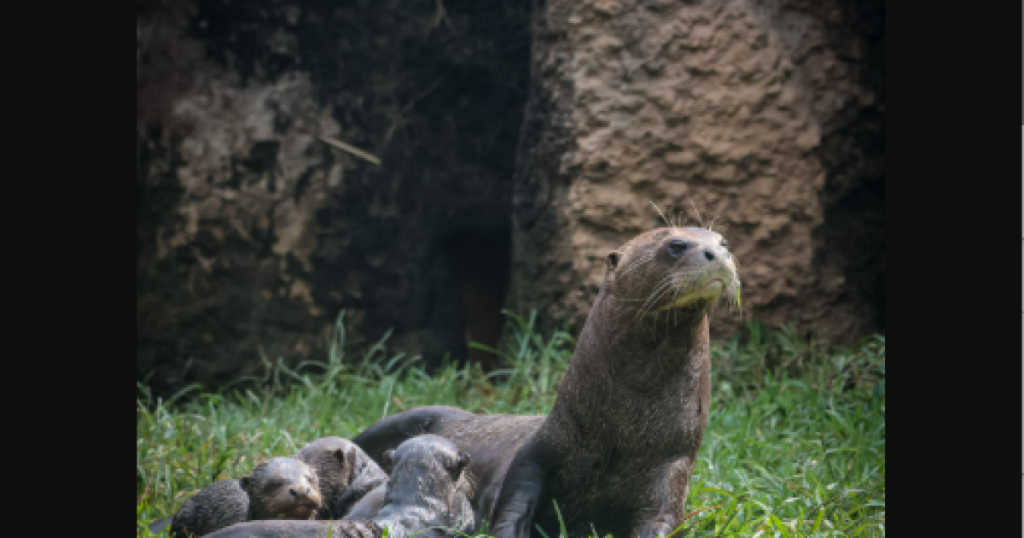 The Cali Zoo has new members, who are they?