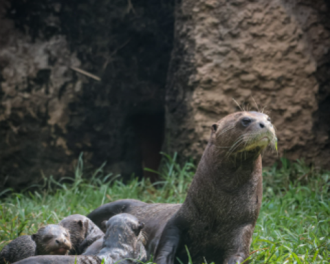 The Cali Zoo has new members, who are they?