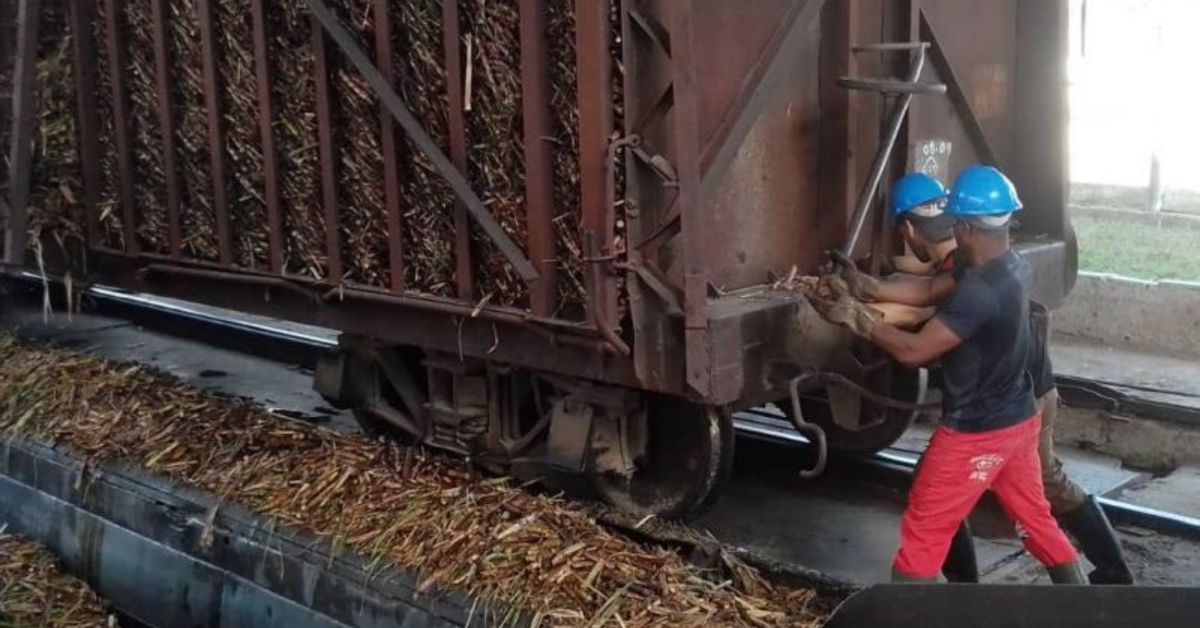 They distribute sugar donated by Brazil in the wineries, while the harvest is very lousy in Cuba