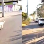 Buscan a los responsables del abandono de un perro en Santander; video muestra al canino corriendo detrás de sus dueños