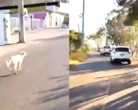 Buscan a los responsables del abandono de un perro en Santander; video muestra al canino corriendo detrás de sus dueños