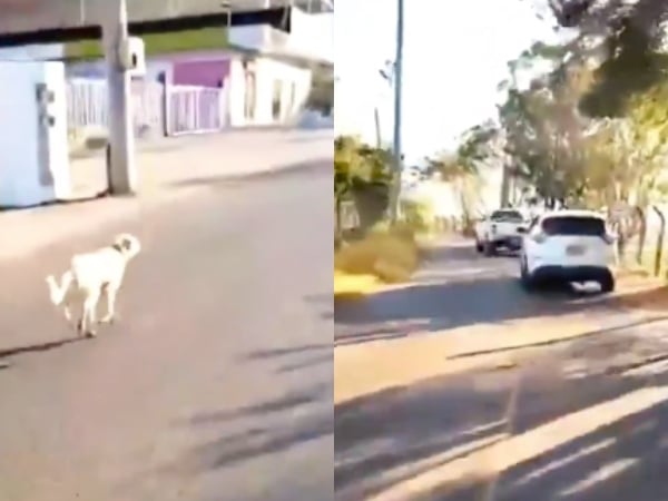 Buscan a los responsables del abandono de un perro en Santander; video muestra al canino corriendo detrás de sus dueños