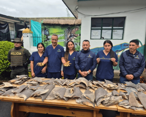 They seize 200 shark fins, chameleons, Australian dragons and Mexican amphibian in Pasto