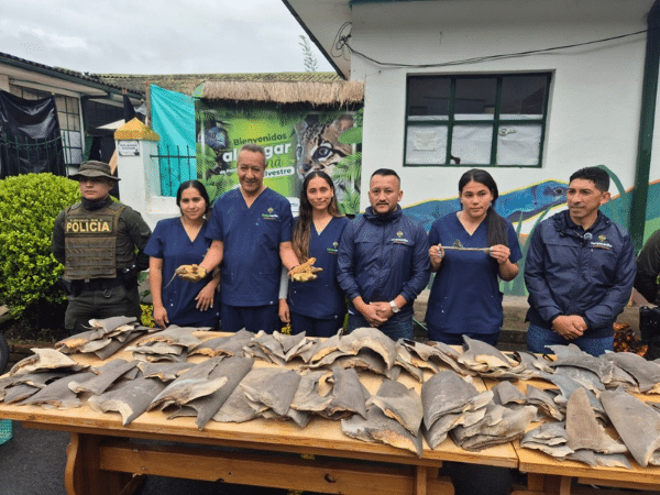 They seize 200 shark fins, chameleons, Australian dragons and Mexican amphibian in Pasto