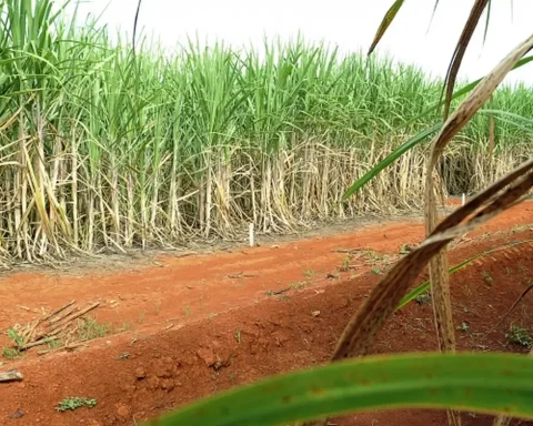 Brazil will have second largest sugarcane crop, according to Conab estimated