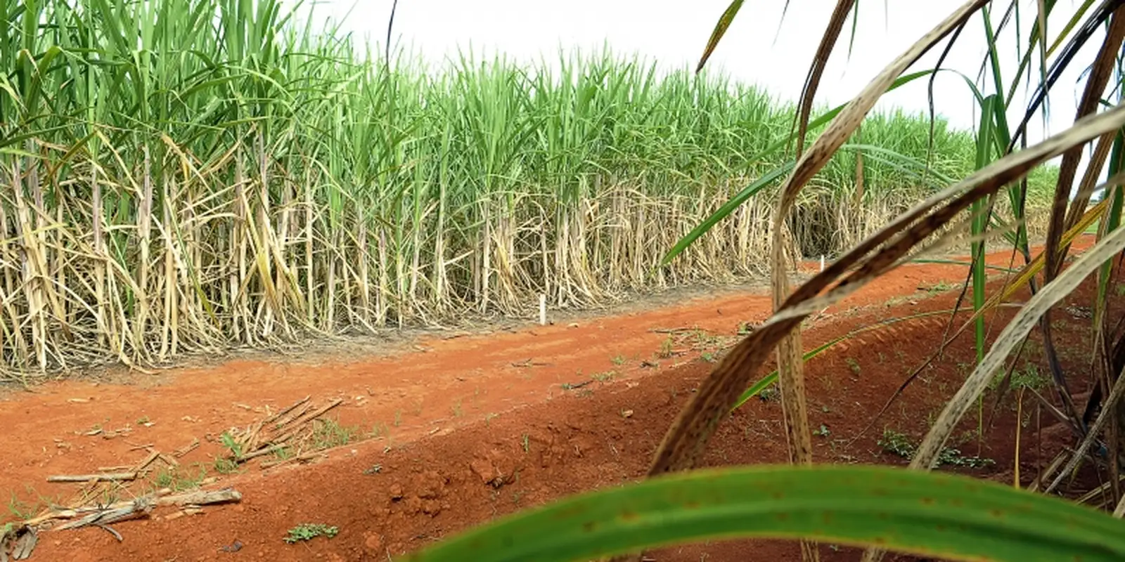 Brazil will have second largest sugarcane crop, according to Conab estimated