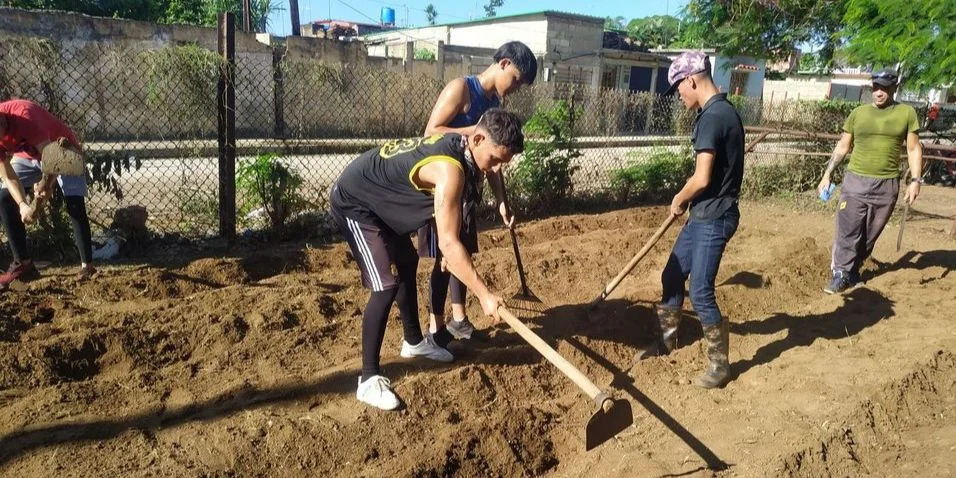 Estudiantes de octavo grado en labores agrícolas, en Morón, Ciego de Ávila