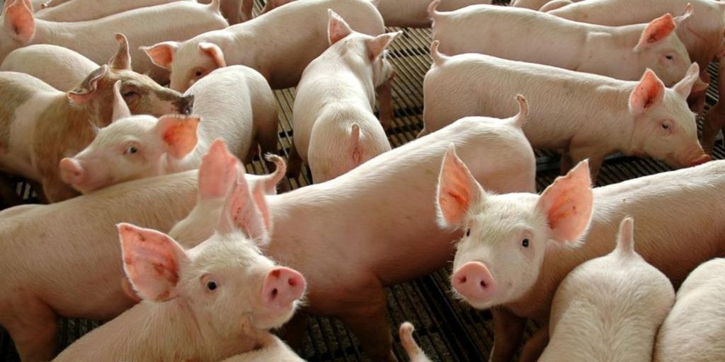 Chile will start to import pork from Paraná