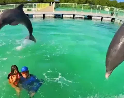 Cuba, delfines, salud, turismo