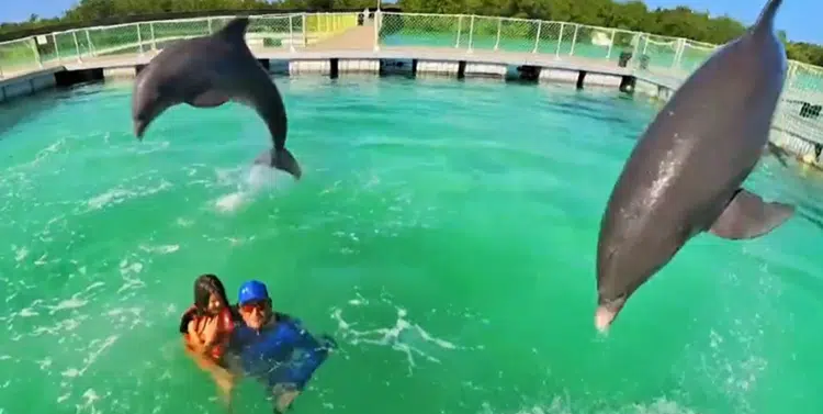 Cuba, delfines, salud, turismo