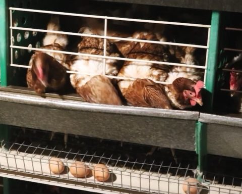 Daniela Sarfati raises the voice for the silent suffering of caged laying hens