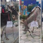 Donkeys with politicians compete in singular career per Holy Week in Huancán