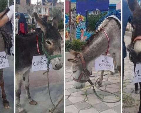 Donkeys with politicians compete in singular career per Holy Week in Huancán