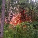 Endemic species safe from the recent fires in Botanical Garden of Pinar del Río