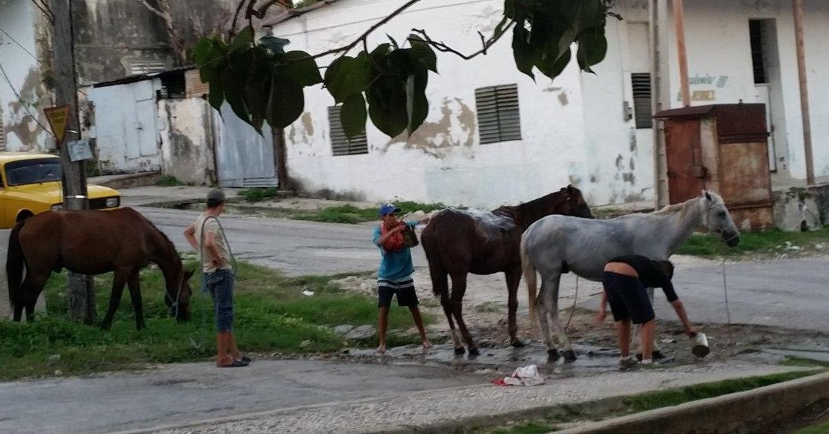 Exemplary judgment for a horsepower with behavior "unjustified" In Guantanamo