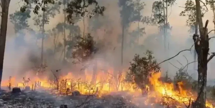 incendio, Pinar del Río, bosques, Cuba