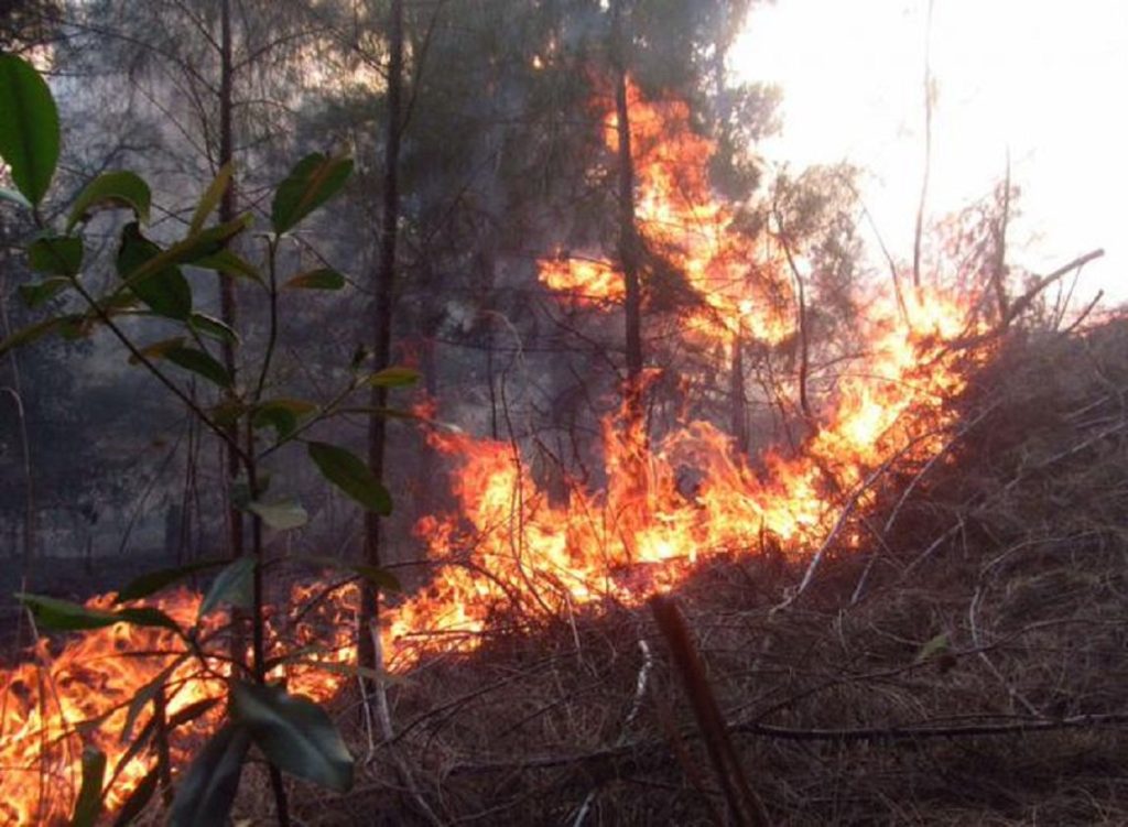 Forest fire continues to grow in San Juan and Martínez, with six other assets in Pinar del Río