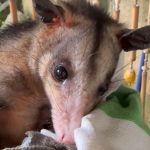 Ignorance and prejudices threaten an essential species: the important role of tsirastics in ecosystems