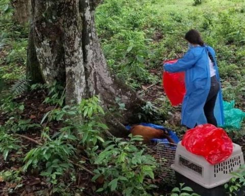 In Tolima there are already more than 10 primates who have died from yellow fever