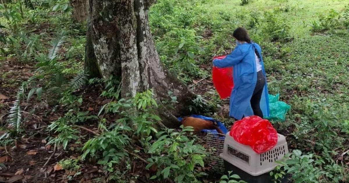 In Tolima there are already more than 10 primates who have died from yellow fever