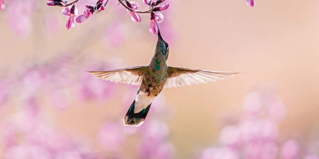Kissing birds are threatened in the Cerrado, says researcher