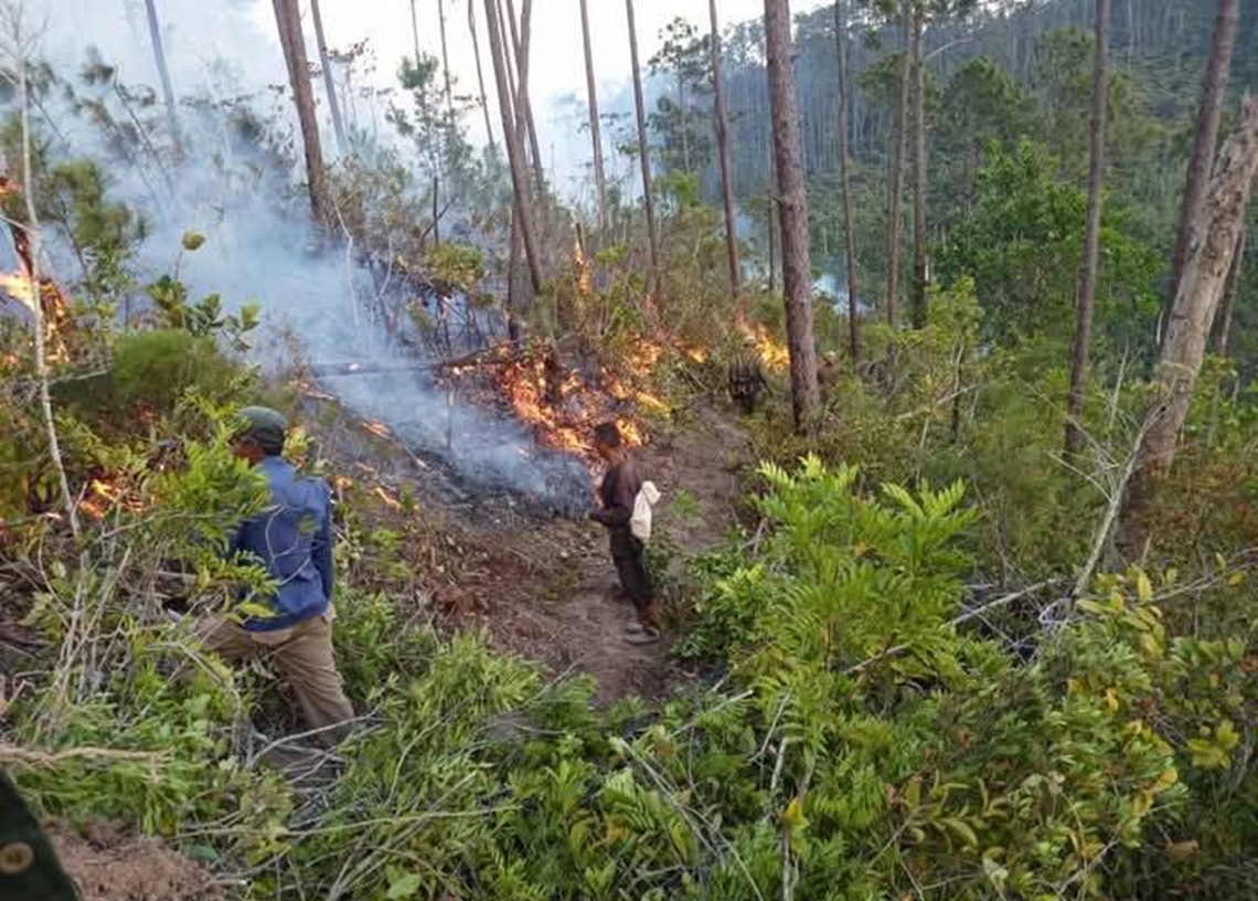 Large proportions fire exceeds the 1,500 hectares of burned forests in Matahambre mines