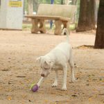 Learn how Sinpatinhas, new animal ID for dogs and cats