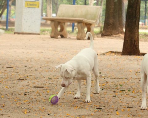 Learn how Sinpatinhas, new animal ID for dogs and cats