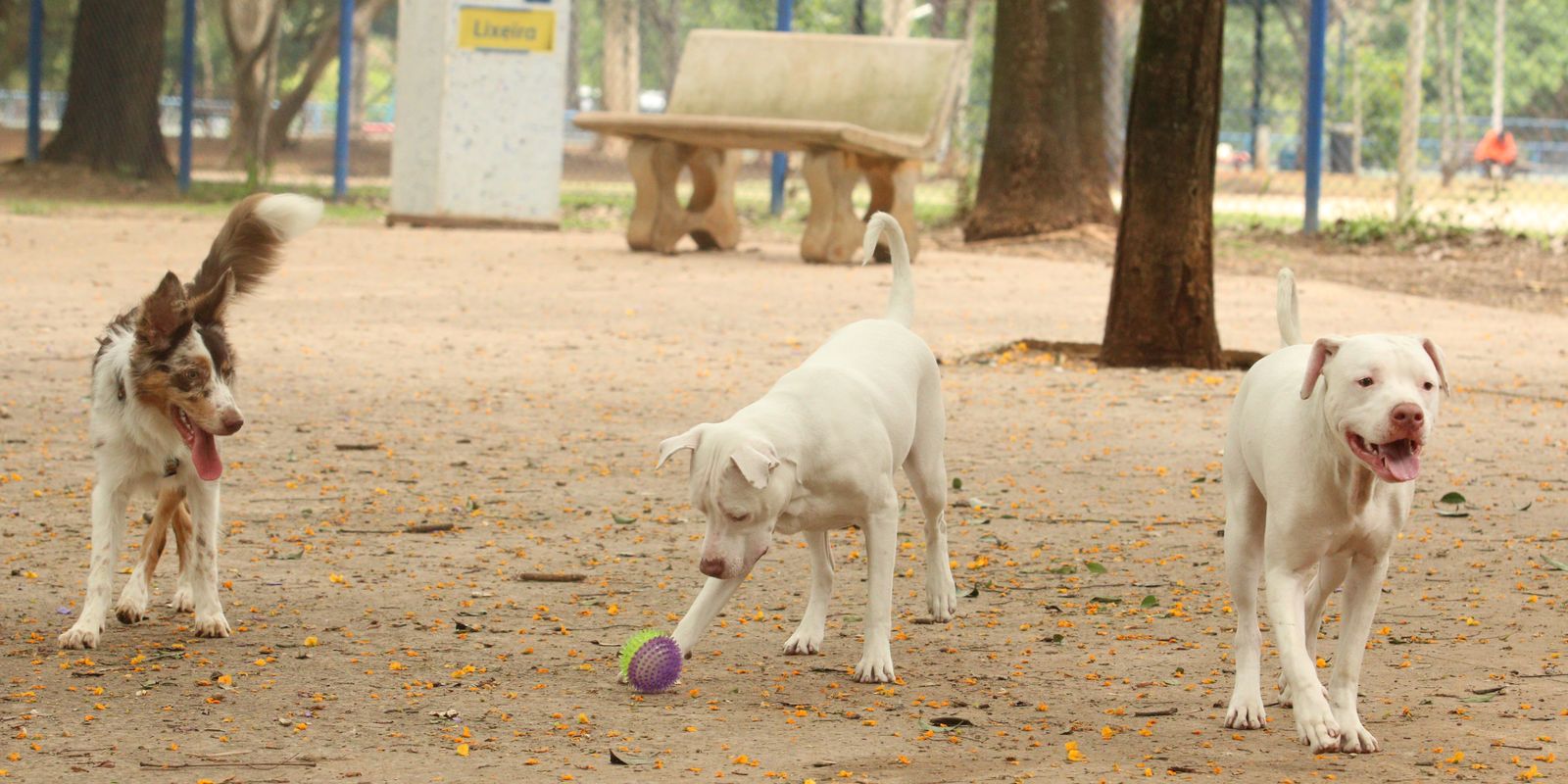 Learn how Sinpatinhas, new animal ID for dogs and cats