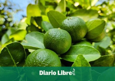 Lemons exports total 11,539 tons in four years