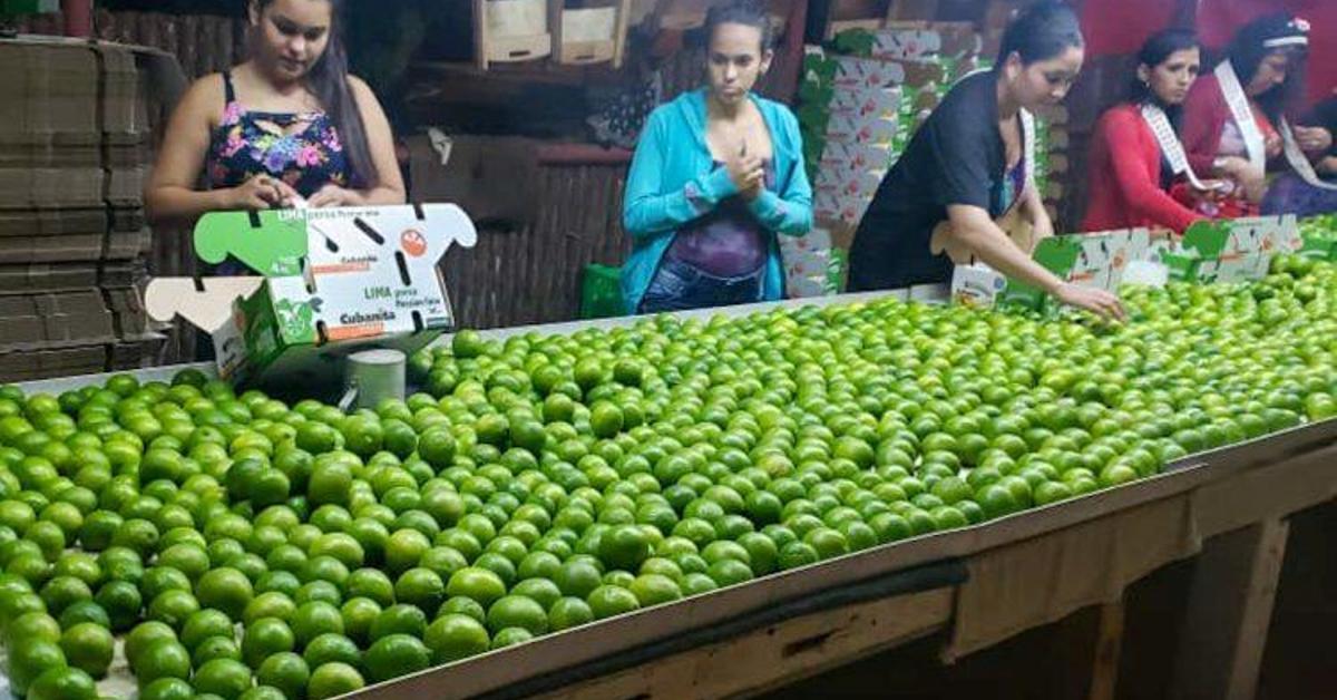Make salsita, but without a lemon, which is very expensive
