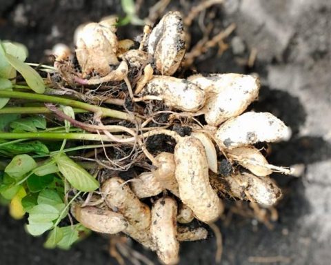 Midagri promotes historical export of 500 tons of organic piurano peanuts to Europe