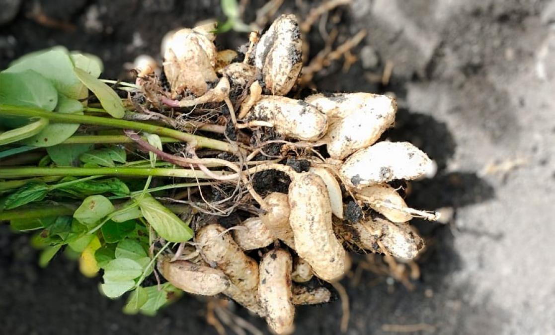 Midagri promotes historical export of 500 tons of organic piurano peanuts to Europe