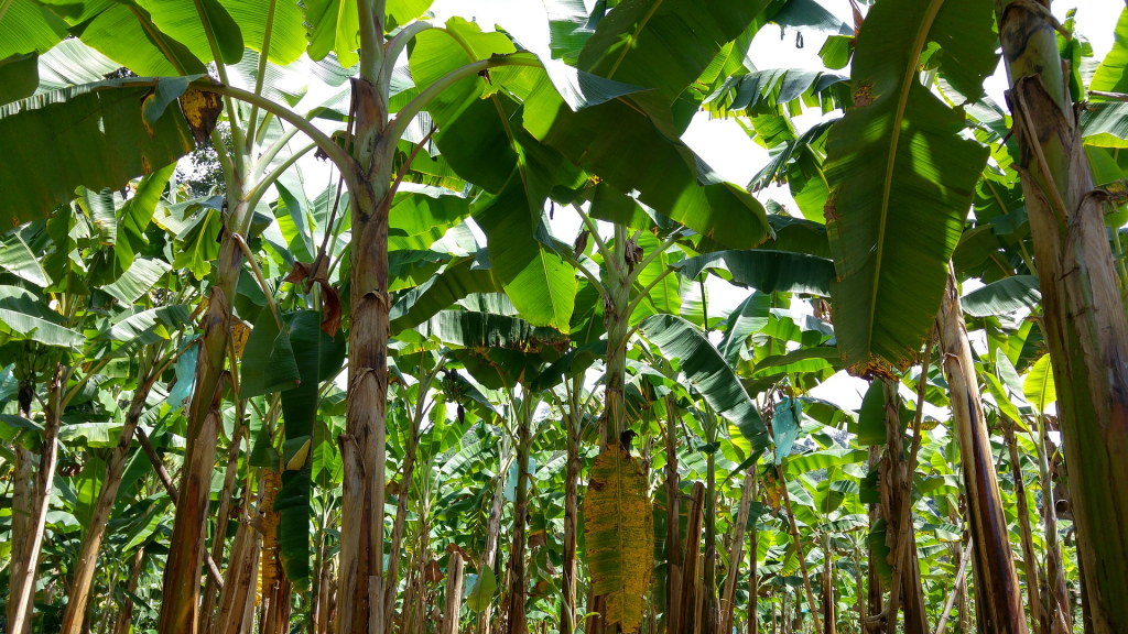 Nueva finca experimental de banano optimizará su producción agrícola con IA