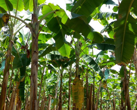 Nueva finca experimental de banano optimizará su producción agrícola con IA