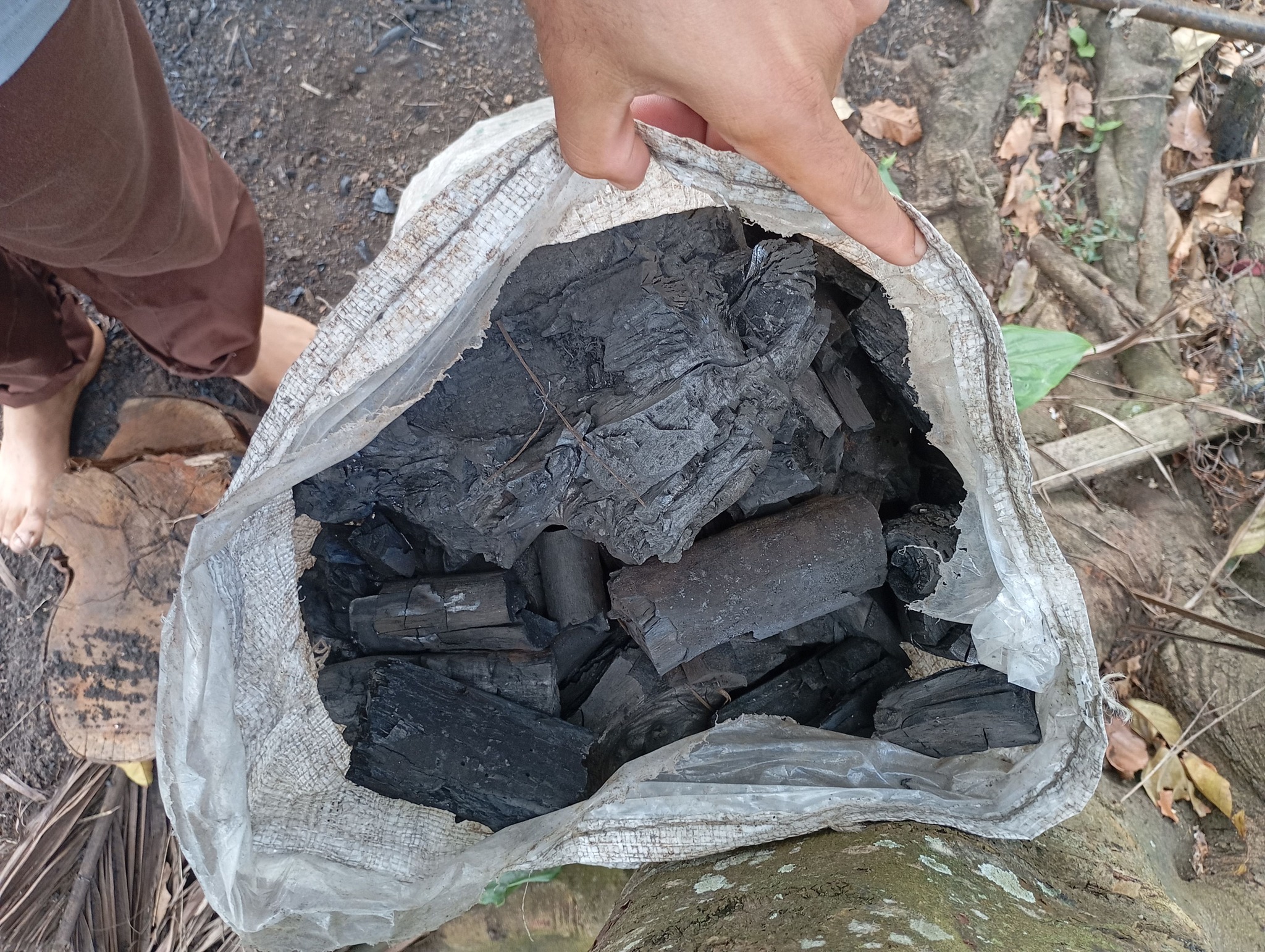 Of incentives and marabú