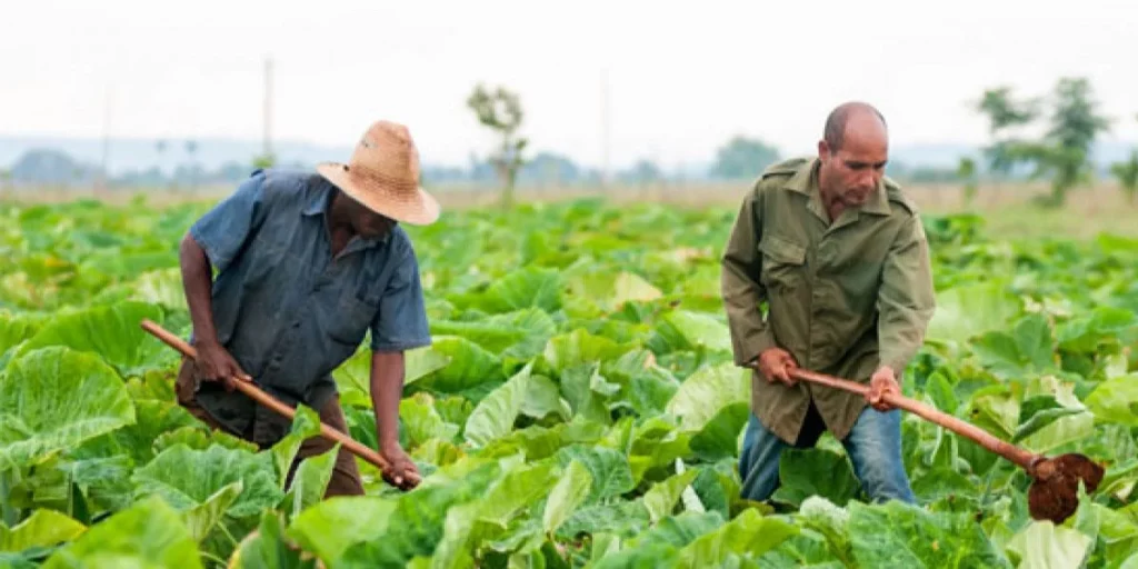Agricultores cubanos