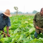 Agricultores cubanos