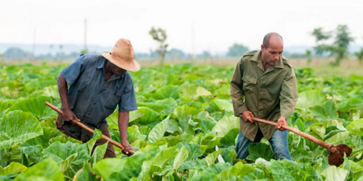 Agricultores cubanos