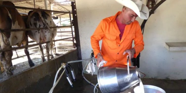 Producción de leche en una vaquería de Cuba