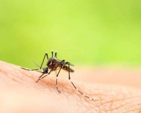 Petro will decree economic emergency due to yellow fever: Is Bogotá at risk?