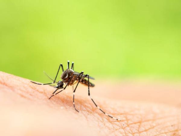 Petro will decree economic emergency due to yellow fever: Is Bogotá at risk?