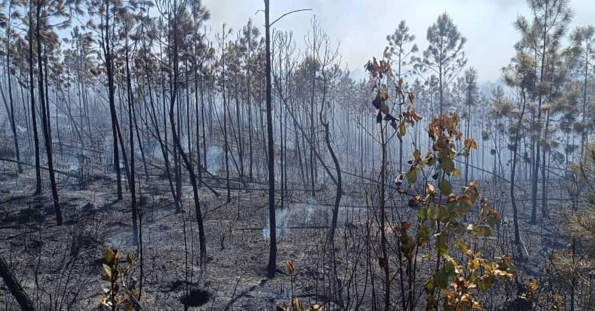 Pinar del Río fails to control a fire that has consumed 1,200 hectares of forest