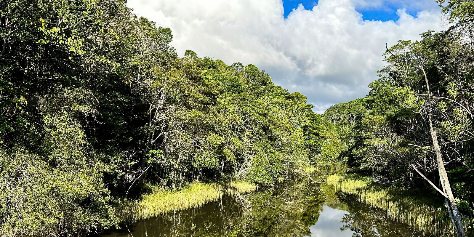 Platform identifies priority areas for forest restoration