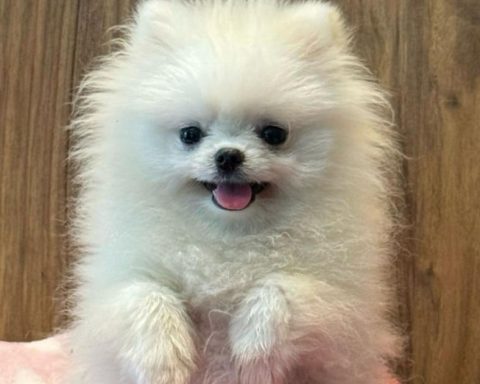 Prosecutor would resolve whether or not there was animal abuse, after death of a dog in Medellín