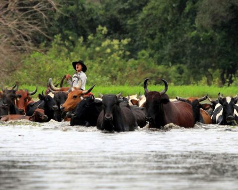 RAINS: Government reports affecting more than 133 thousand hectares and 678 thousand heads of cattle