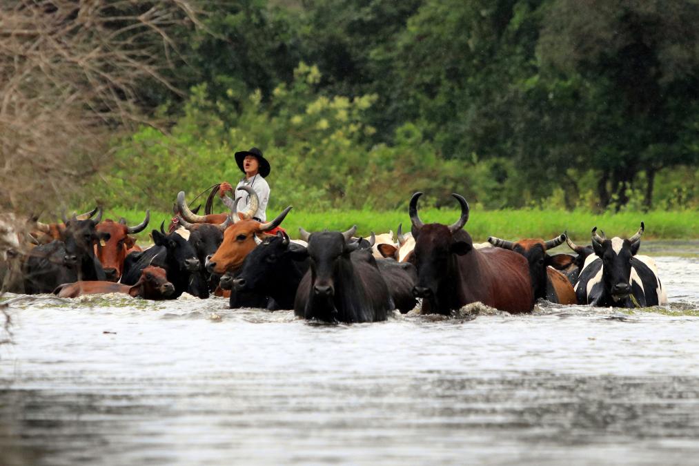 RAINS: Government reports affecting more than 133 thousand hectares and 678 thousand heads of cattle
