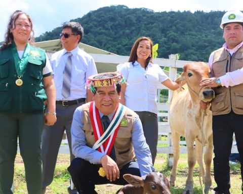 Researchers from Huancayo and Satipo of the UNCP achieve innovative cattle crossing of cattle
