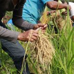 Rice produced by quilombolas supplies solidarity cuisine in Sergipe